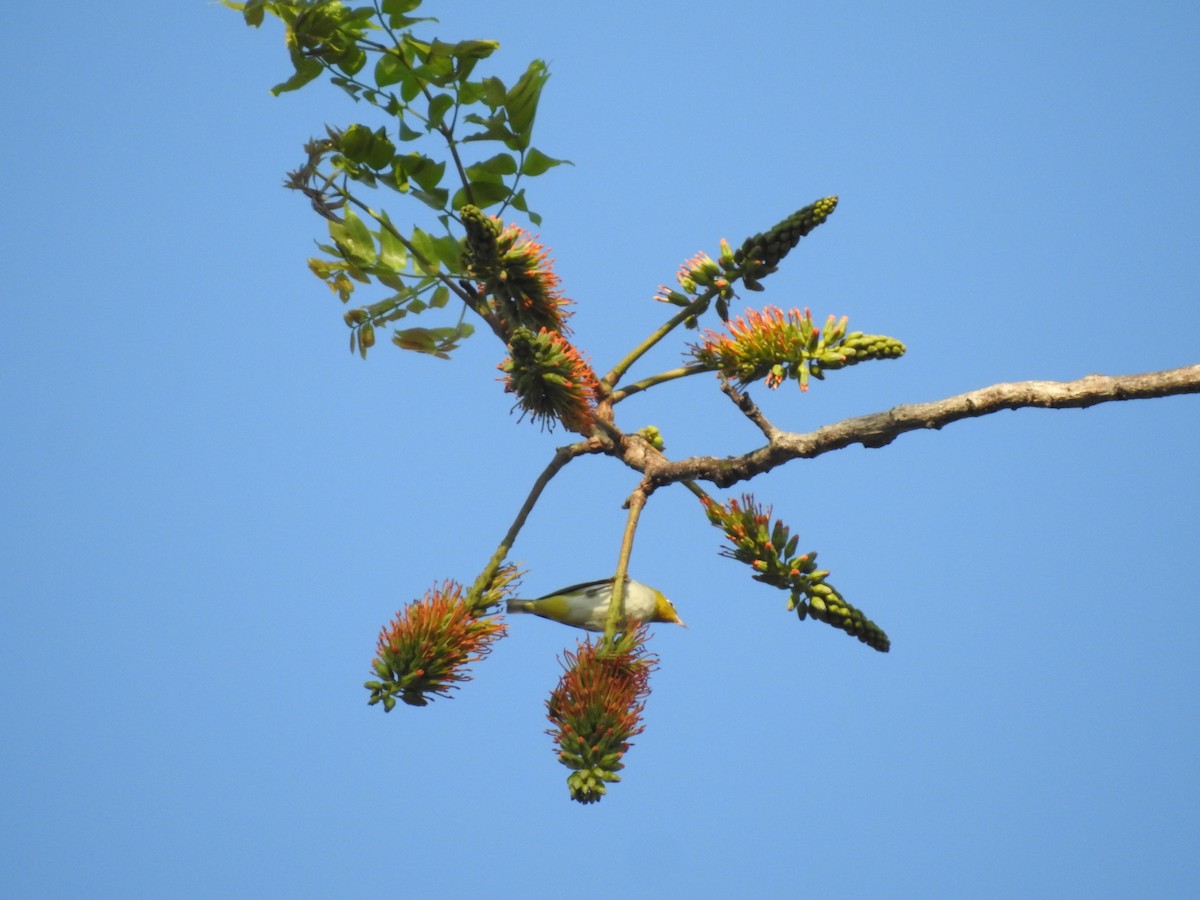 Chestnut-flanked White-eye - ML633648820
