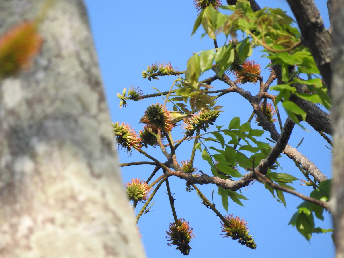 Chestnut-flanked White-eye - ML633648821