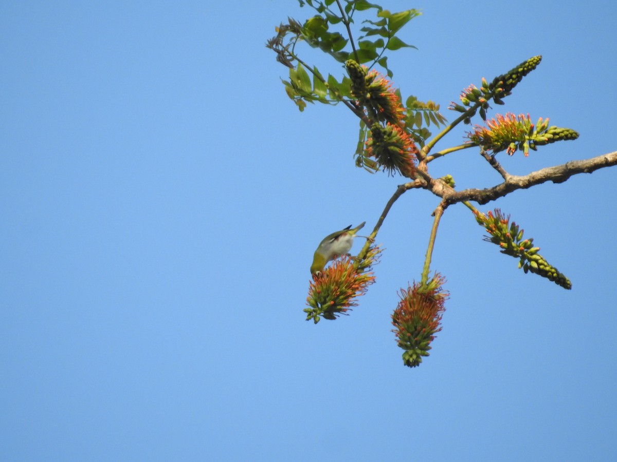 Chestnut-flanked White-eye - ML633648822