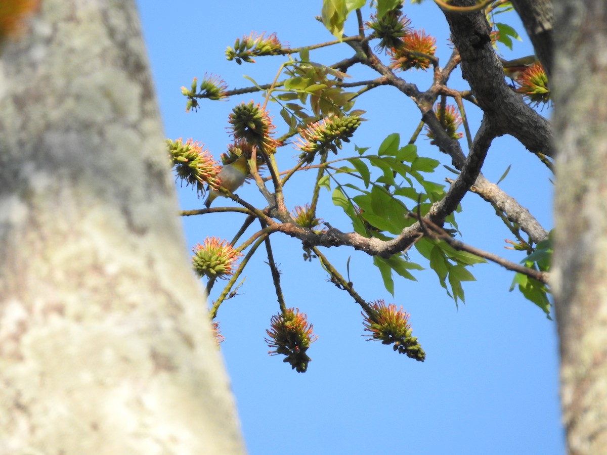 Chestnut-flanked White-eye - ML633648823