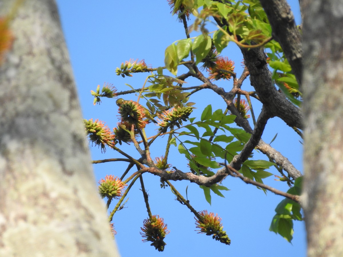 Chestnut-flanked White-eye - ML633648824