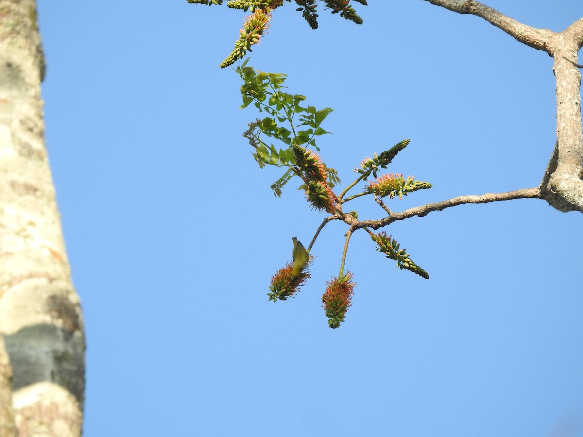 Chestnut-flanked White-eye - ML633648825