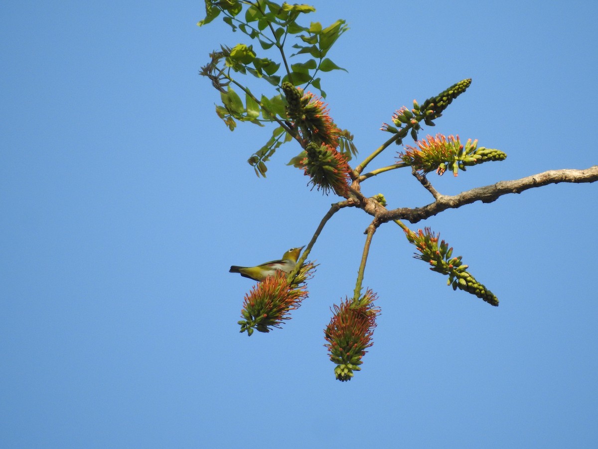 Chestnut-flanked White-eye - ML633648826