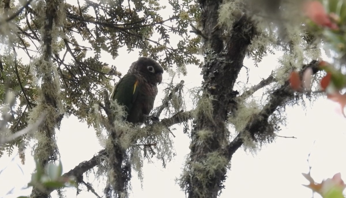 Brown-breasted Parakeet - ML633649063