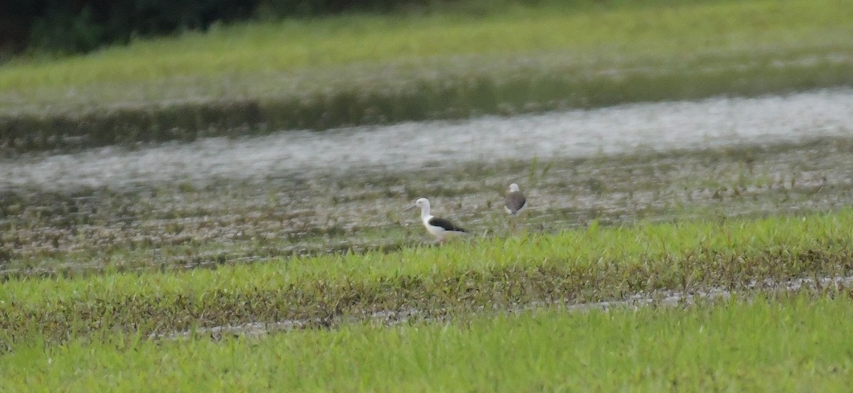 Black-winged Stilt - ML633649108
