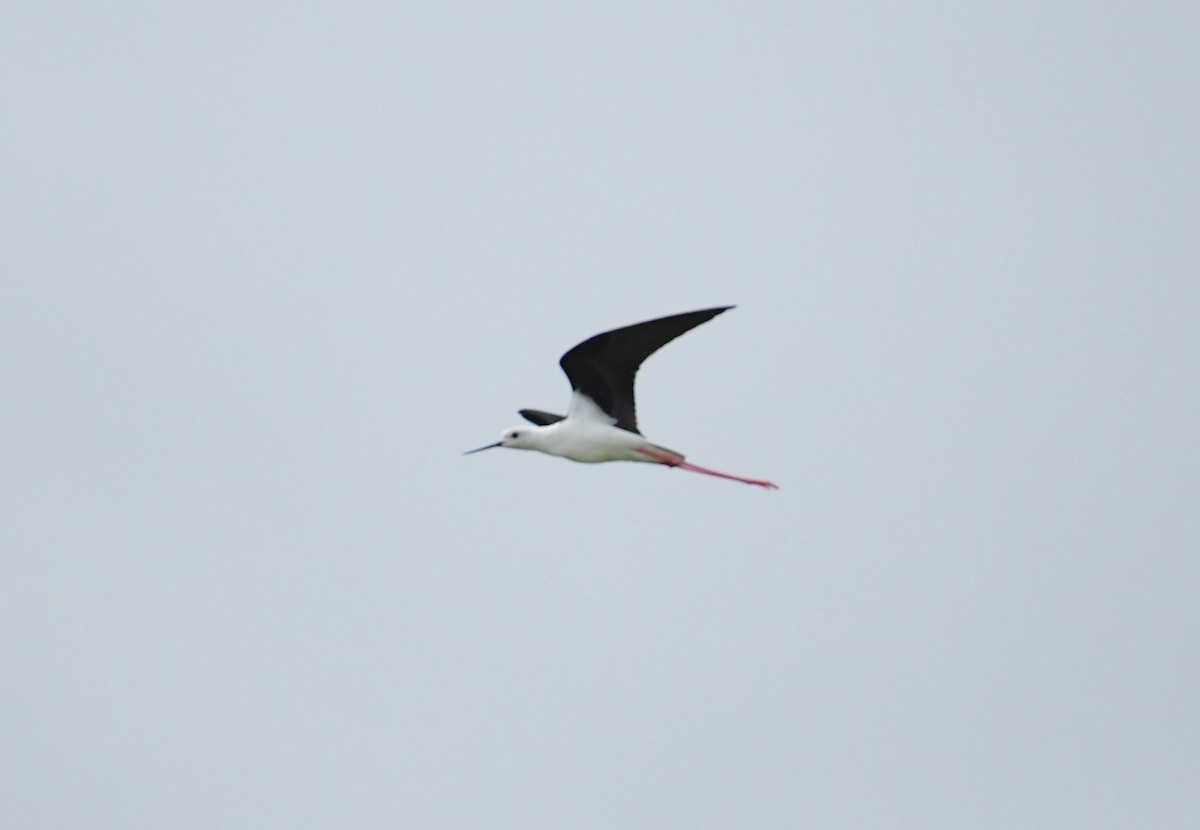 Black-winged Stilt - ML633649111