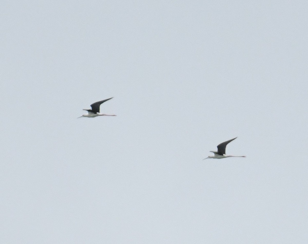Black-winged Stilt - ML633649116