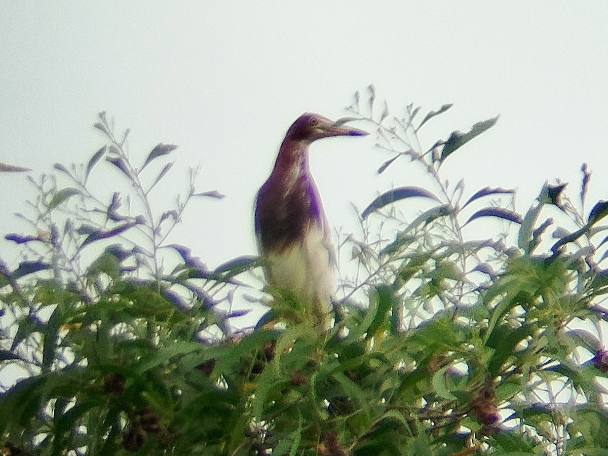 Chinese Pond-Heron - ML633649181
