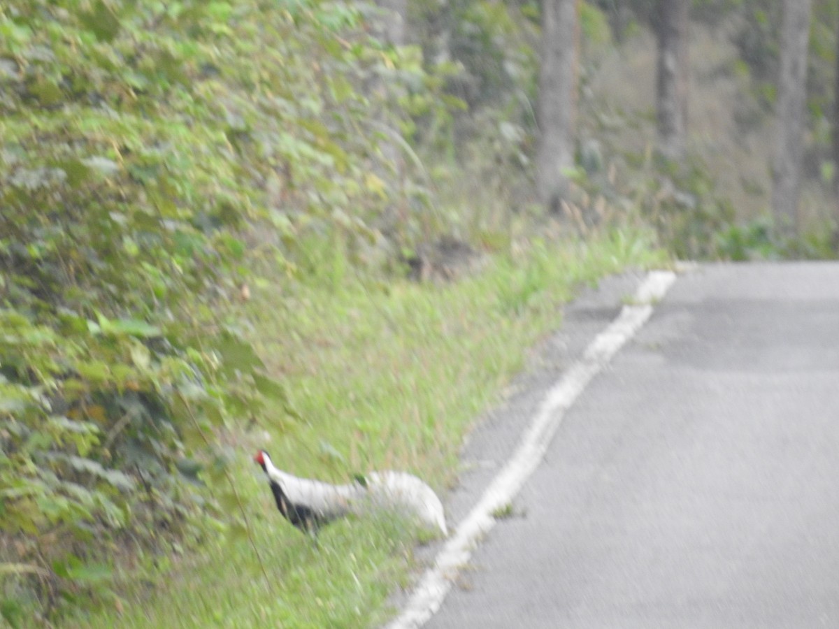 Silver Pheasant - ML633649269