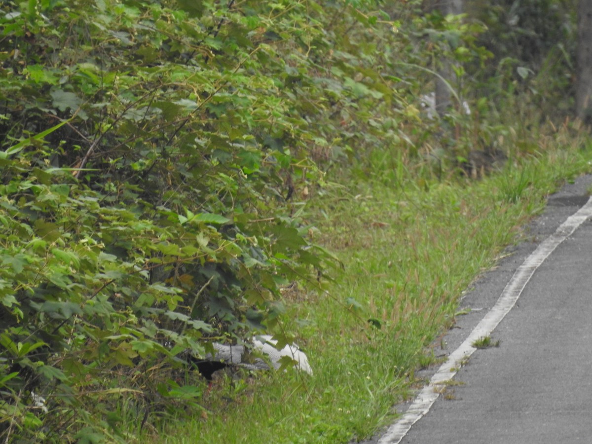 Silver Pheasant - ML633649270