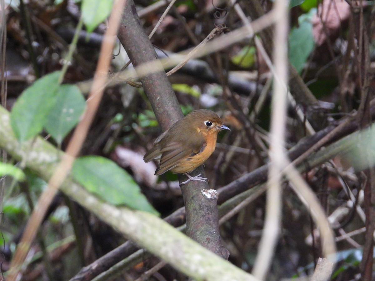Rusty-breasted Antpitta - ML633649322