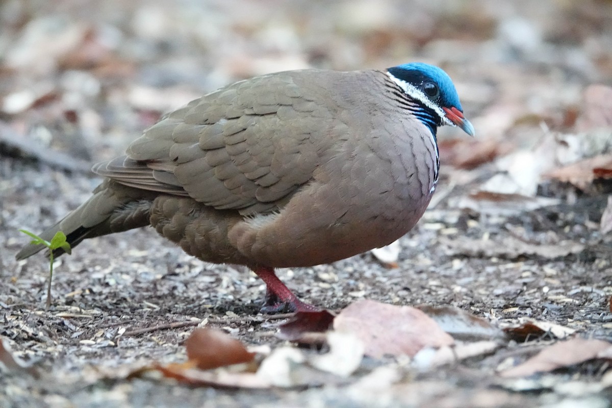 Blue-headed Quail-Dove - ML633649344
