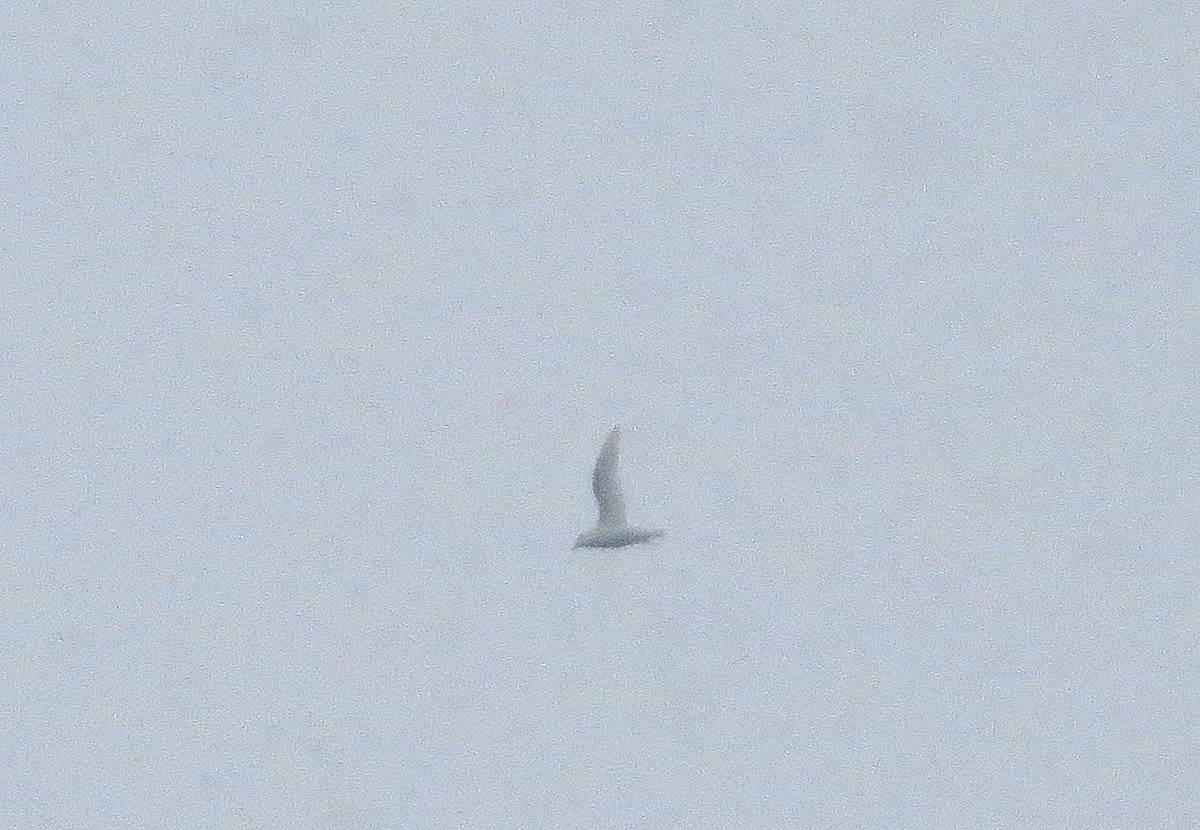 Snow Petrel - ML633649532