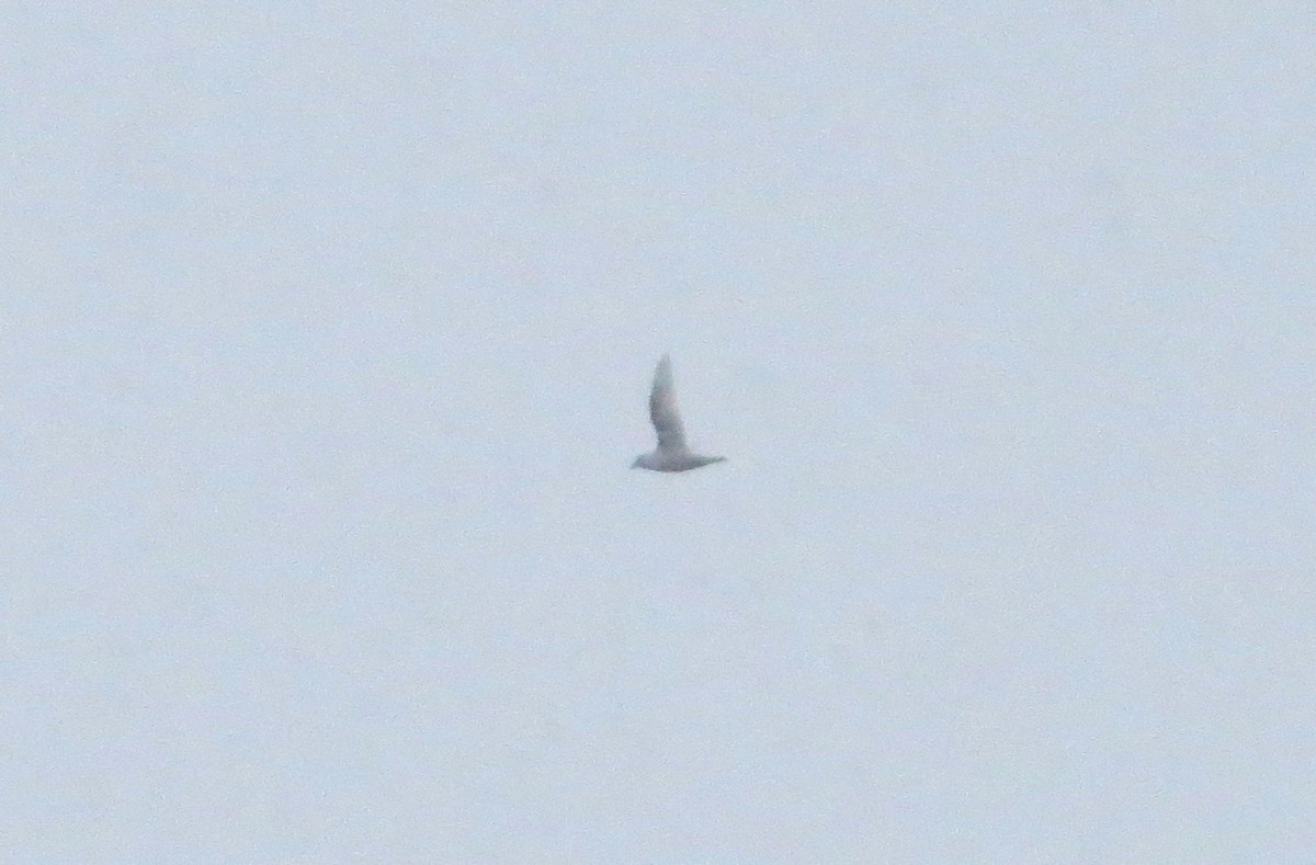 Snow Petrel - ML633649533