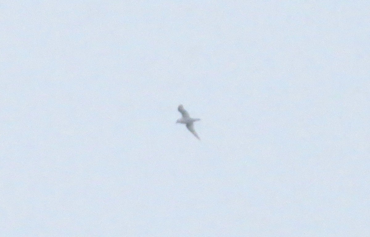 Snow Petrel - ML633649534