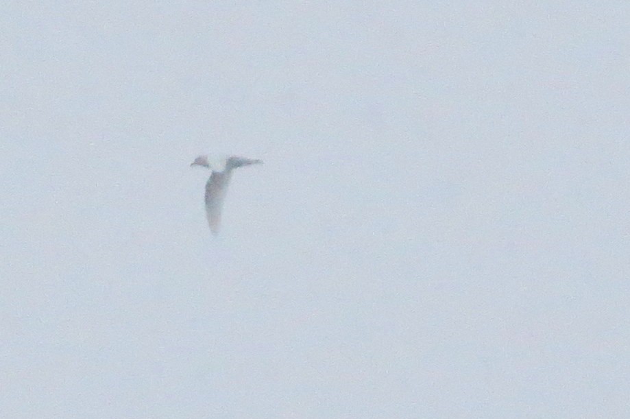 Snow Petrel - ML633649535