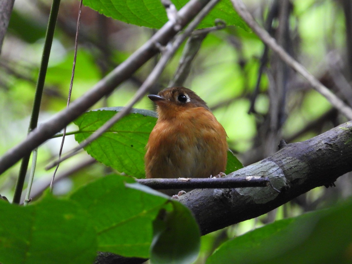 Rusty-breasted Antpitta - ML633649551