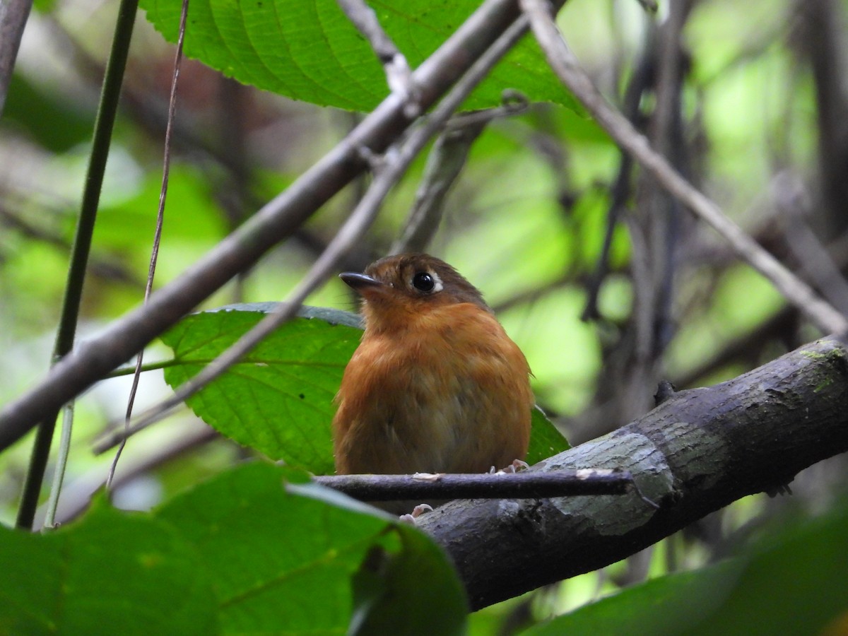 Rusty-breasted Antpitta - ML633649557