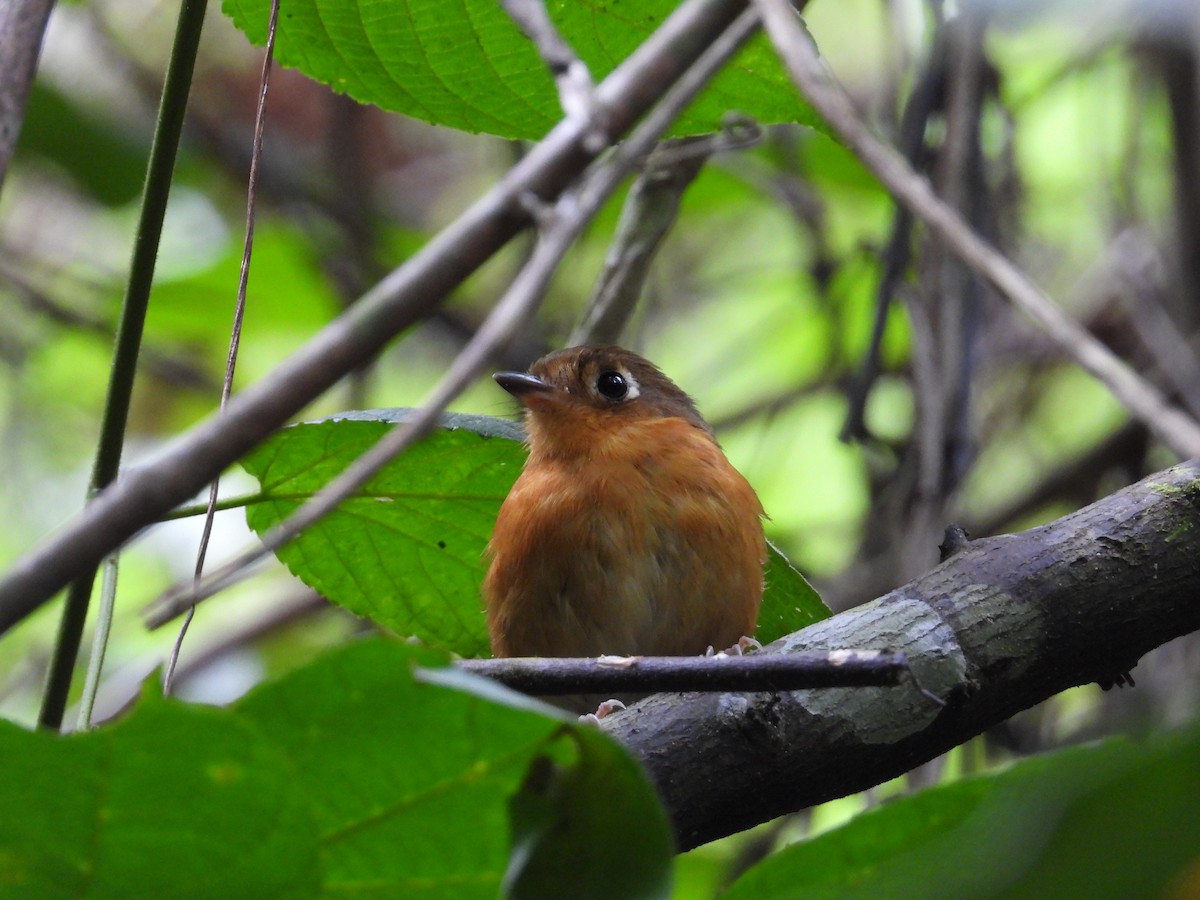 Rusty-breasted Antpitta - ML633649558