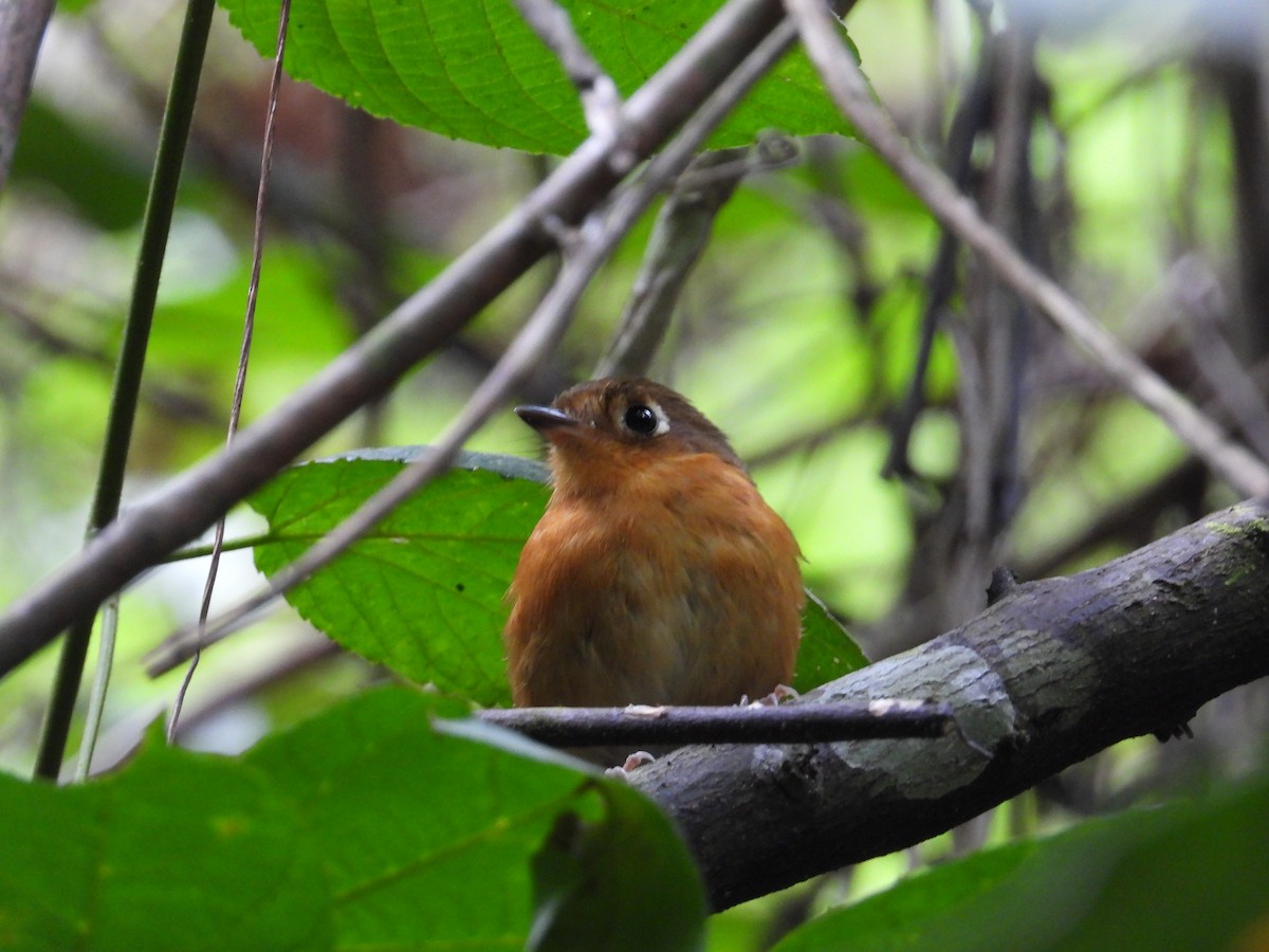 Rusty-breasted Antpitta - ML633649559