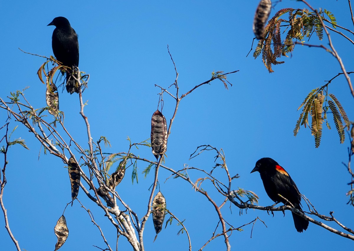Red-shouldered Blackbird - ML633649569