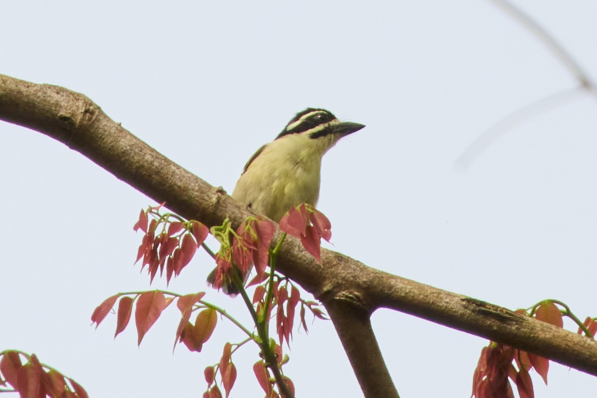 Yellow-throated Tinkerbird - ML633649597