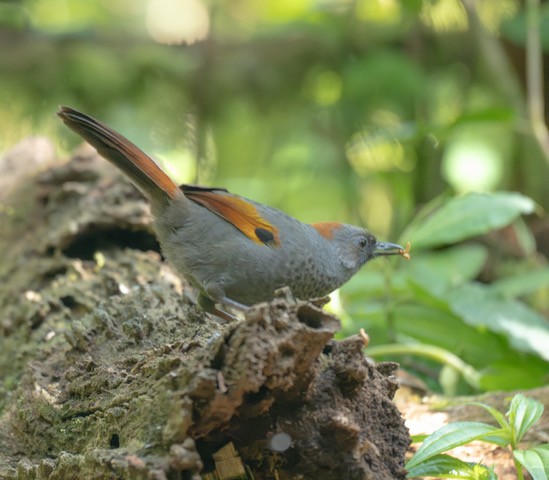 Golden-winged Laughingthrush - ML633649718