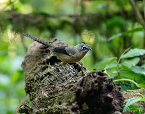 Black-crowned Barwing - ML633649879