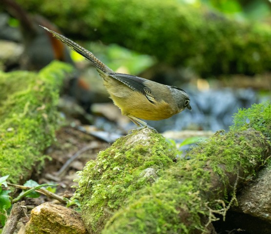 Black-crowned Barwing - ML633649893