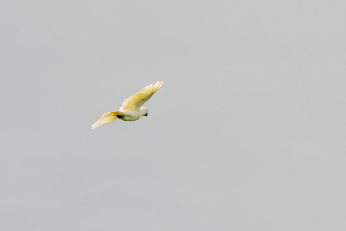 Yellow-crested Cockatoo - ML633649957