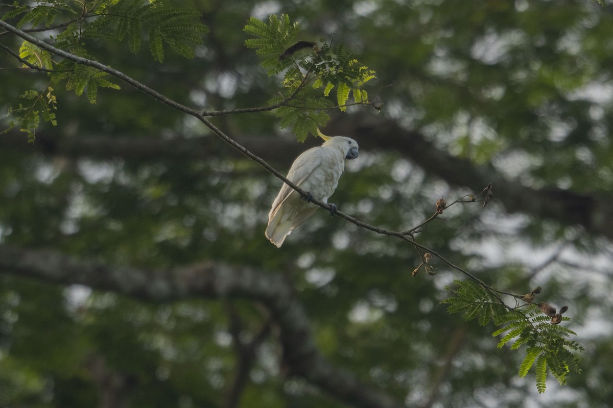 Yellow-crested Cockatoo - ML633649958