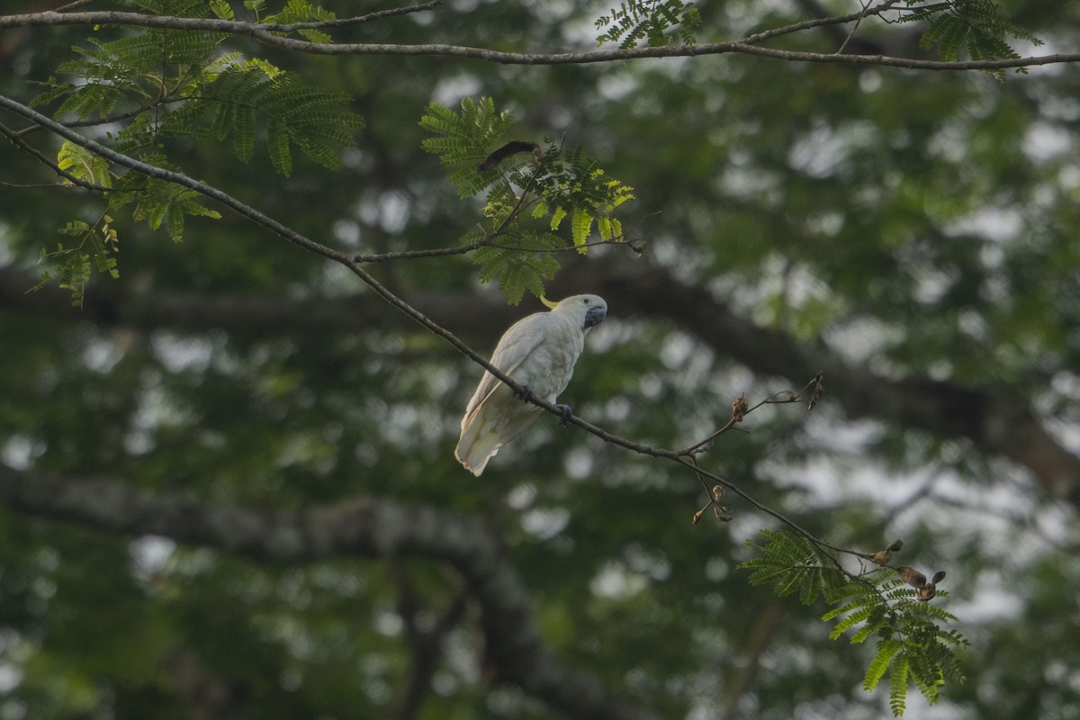 Yellow-crested Cockatoo - ML633649959