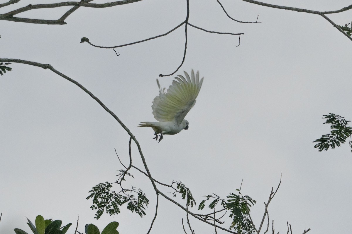 Yellow-crested Cockatoo - ML633649960