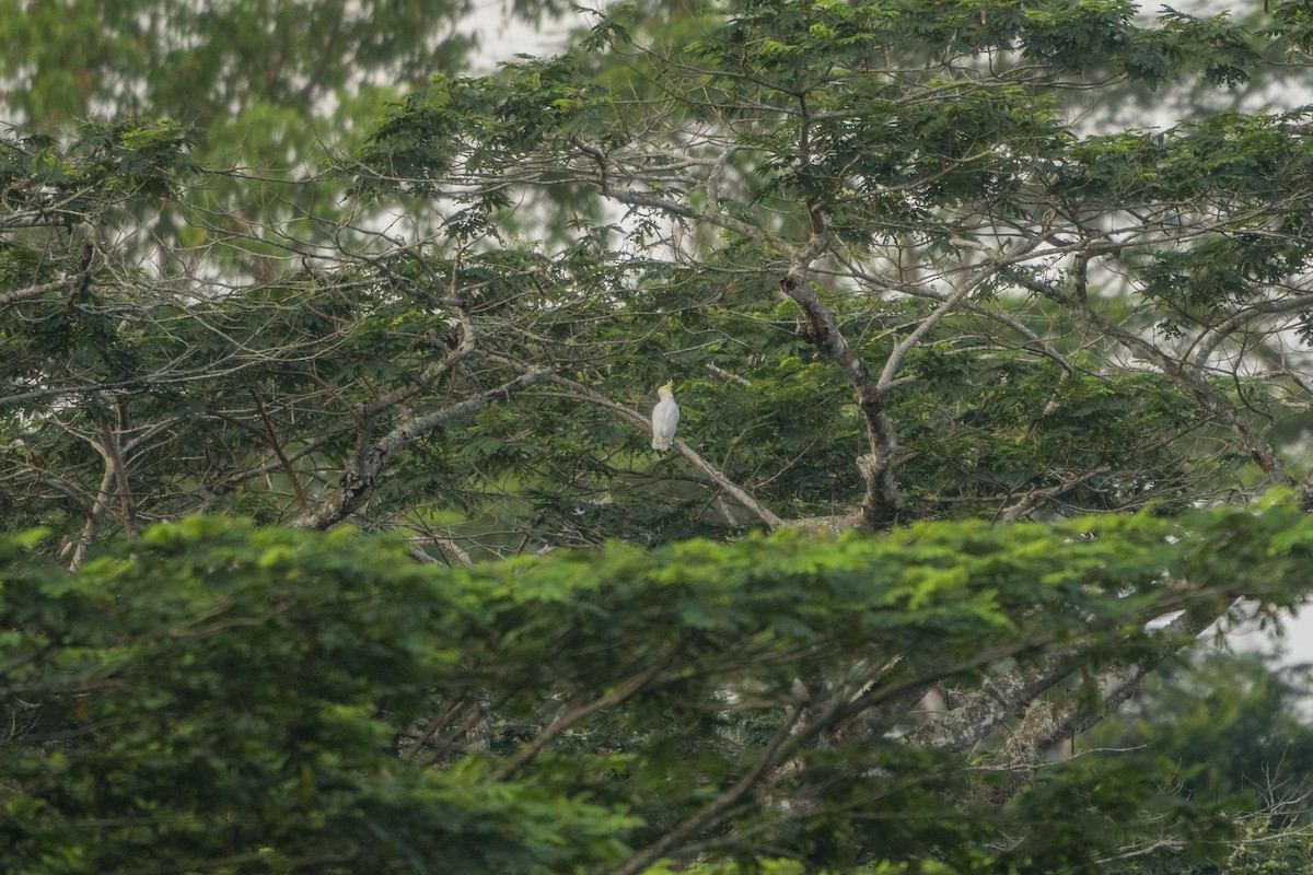 Yellow-crested Cockatoo - ML633649961