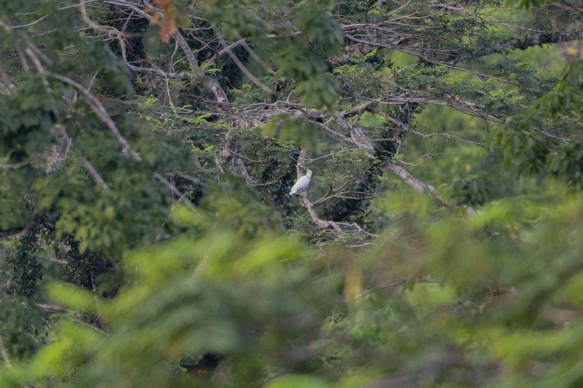 Yellow-crested Cockatoo - ML633649962