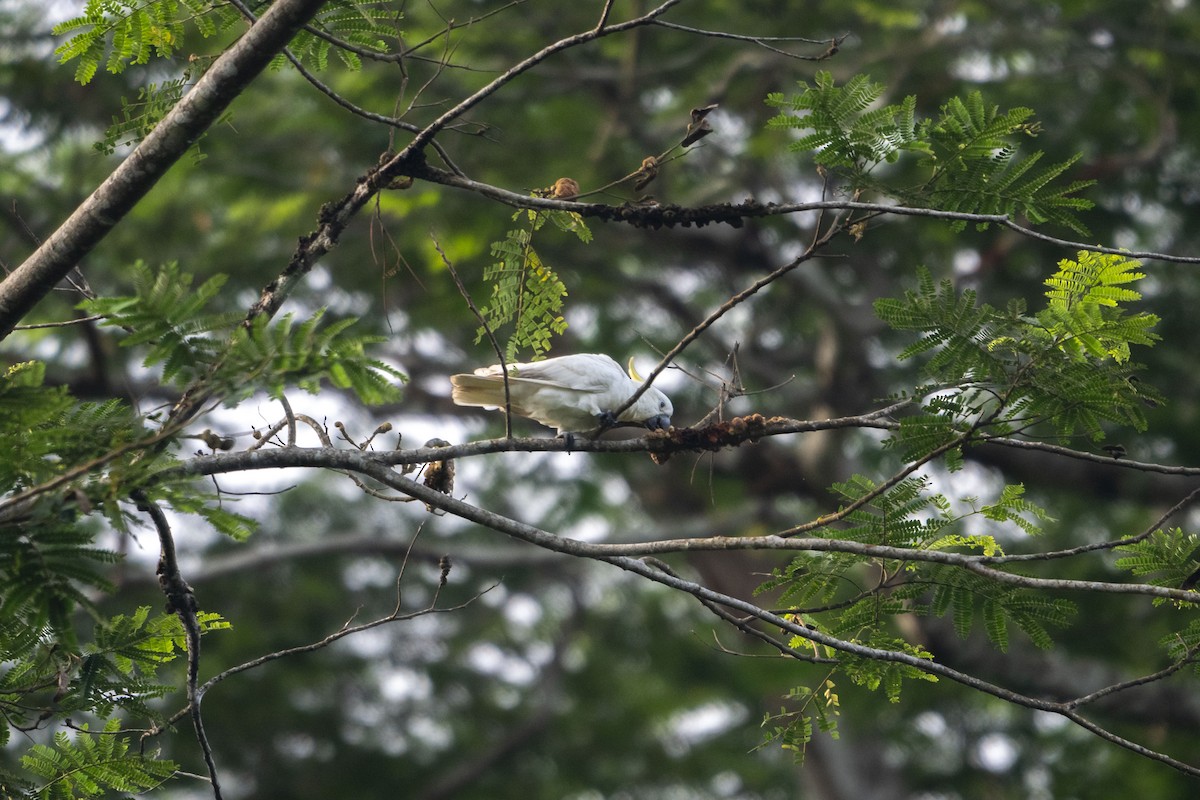 Yellow-crested Cockatoo - ML633649963