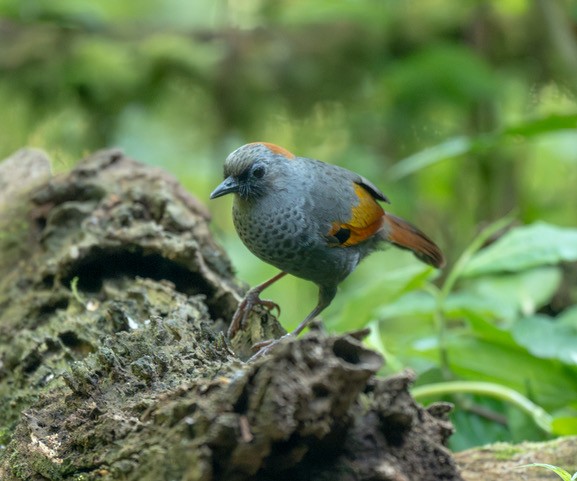 Golden-winged Laughingthrush - ML633649978