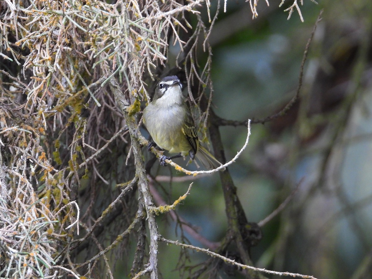 Spectacled Tyrannulet - ML633650025