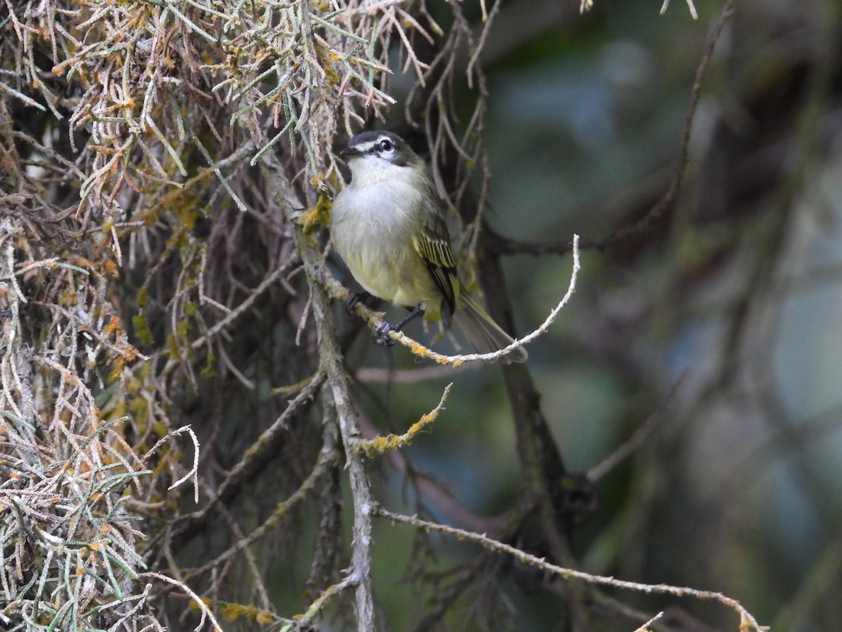 Spectacled Tyrannulet - ML633650028