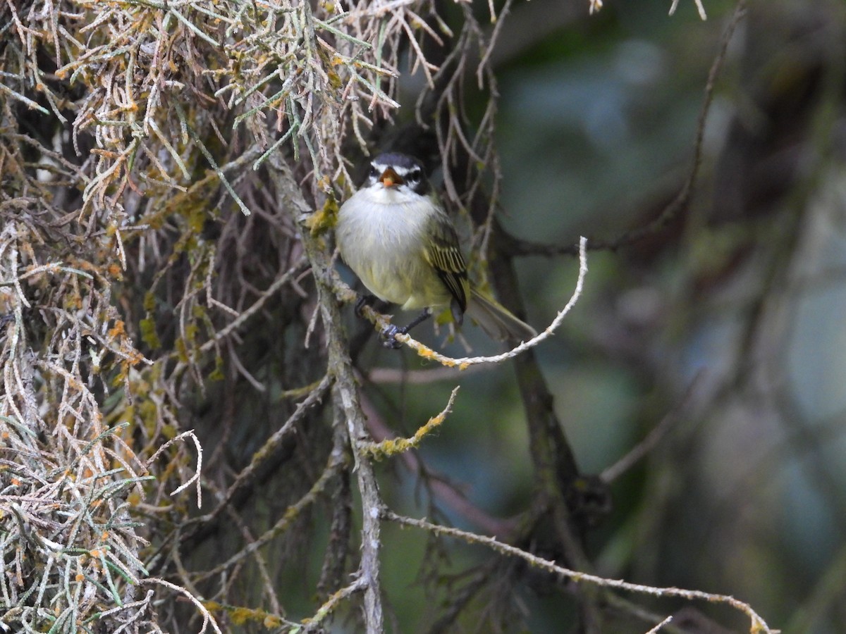 Spectacled Tyrannulet - ML633650031