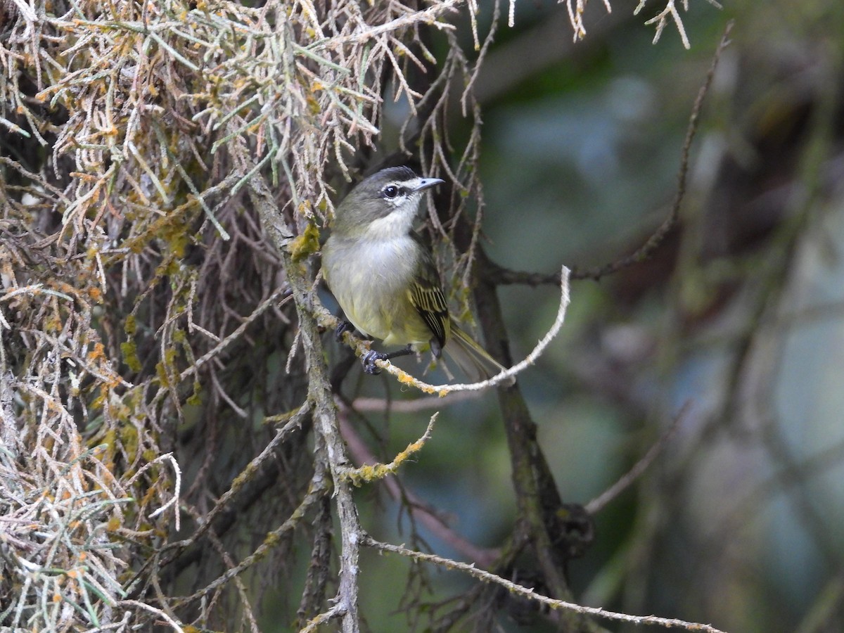 Spectacled Tyrannulet - ML633650033