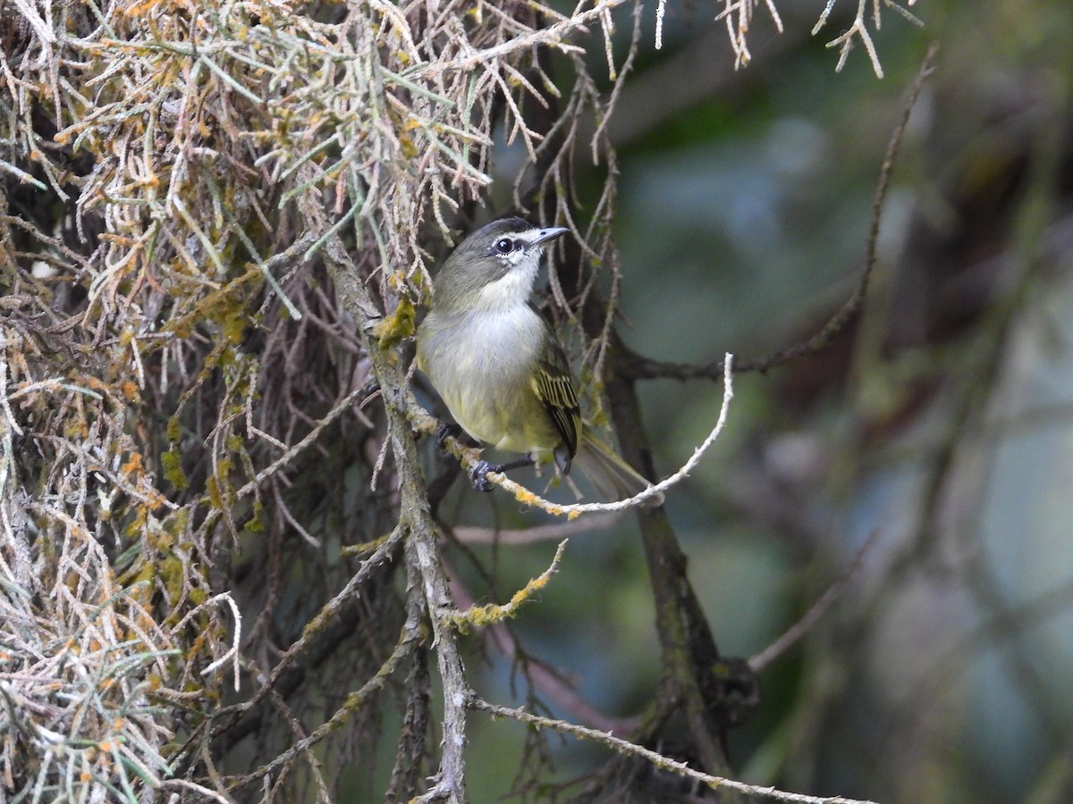 Spectacled Tyrannulet - ML633650035