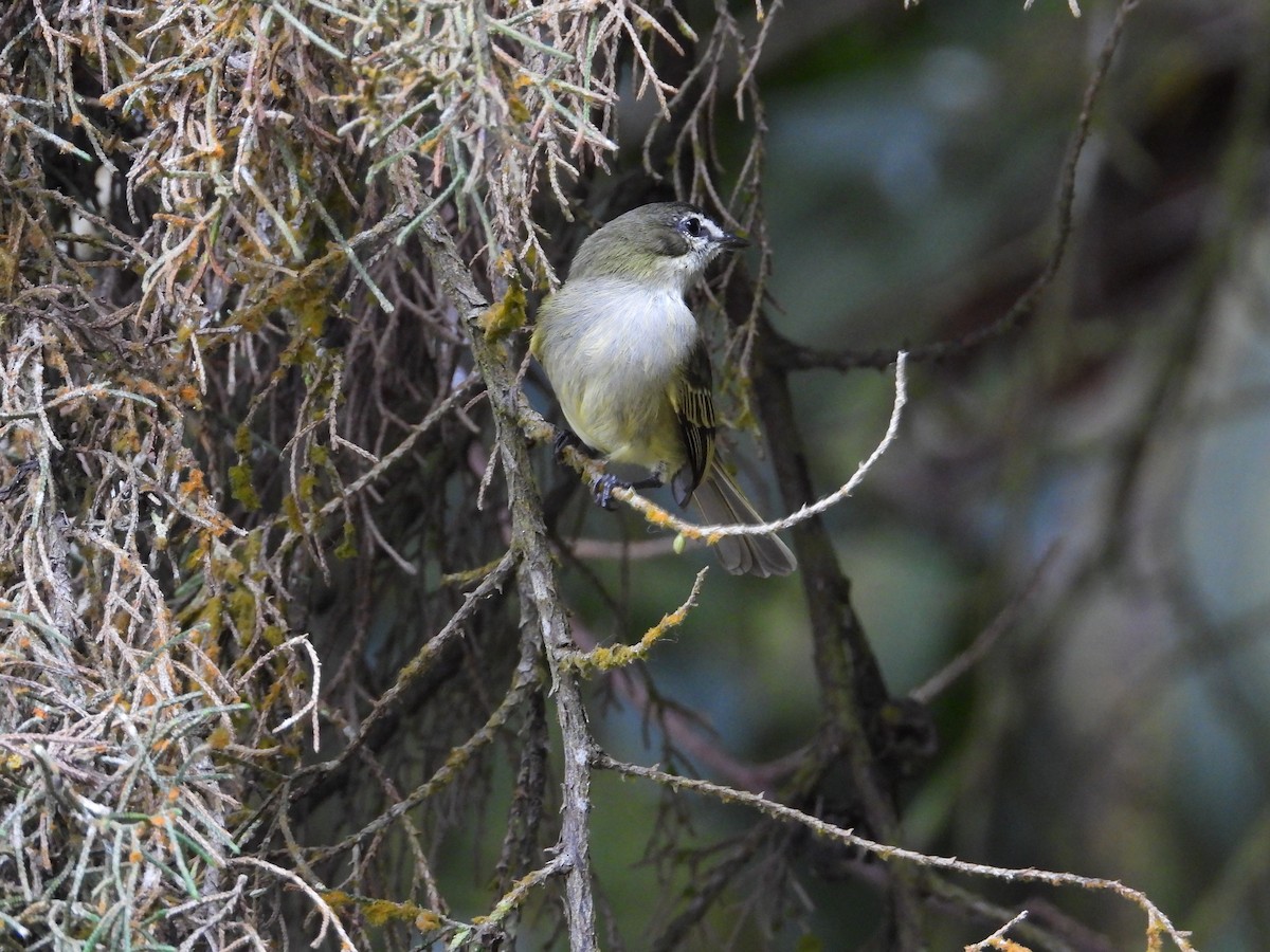Spectacled Tyrannulet - ML633650036