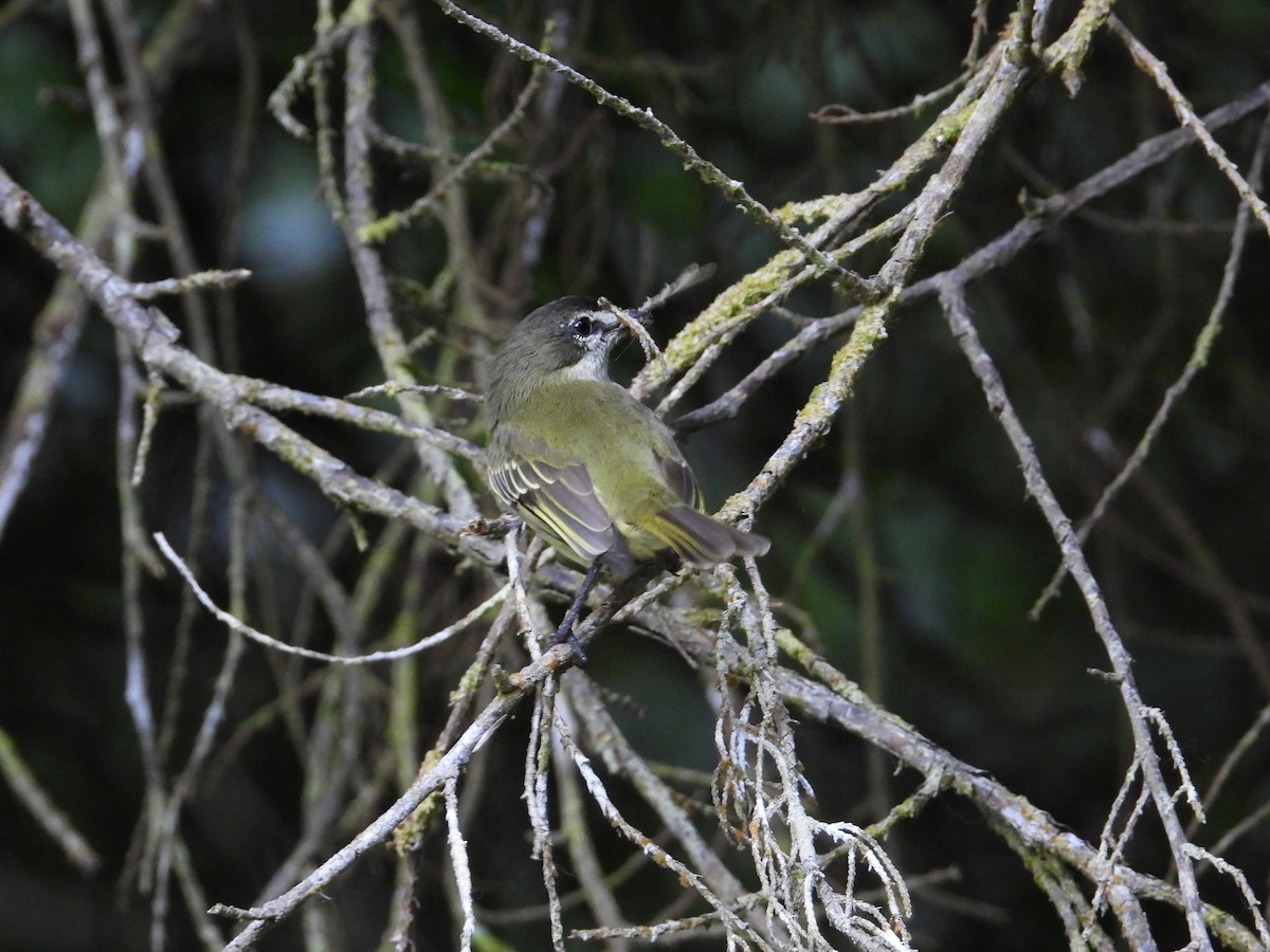 Spectacled Tyrannulet - ML633650037