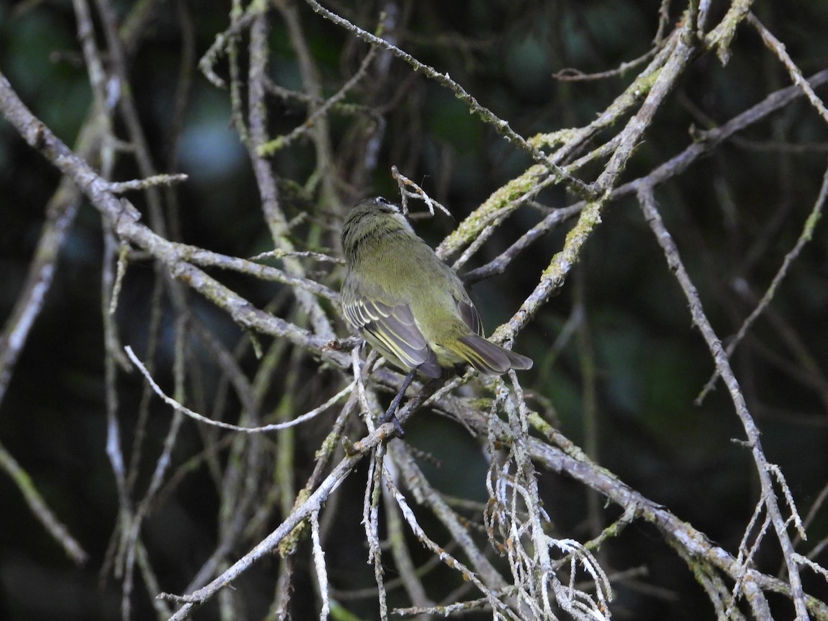 Spectacled Tyrannulet - ML633650038