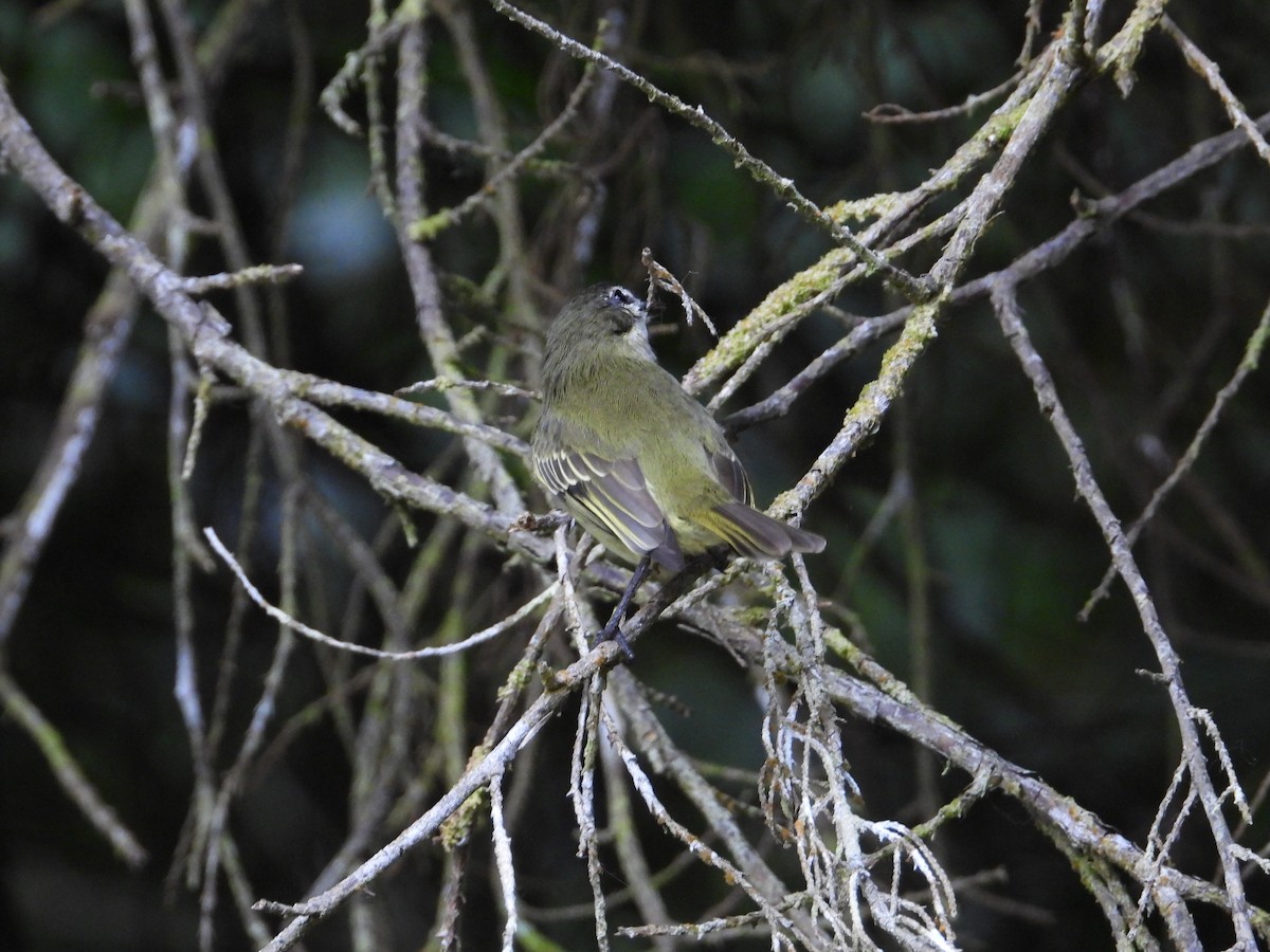 Spectacled Tyrannulet - ML633650039