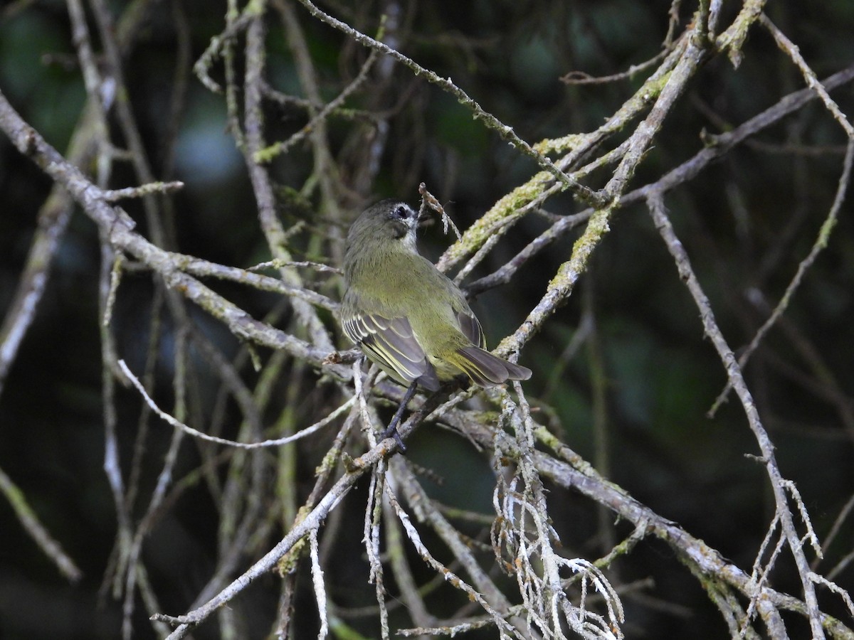 Spectacled Tyrannulet - ML633650040