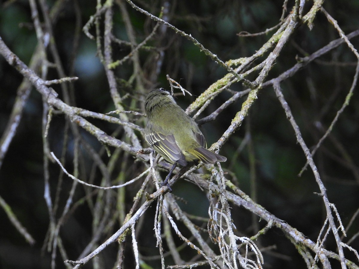 Spectacled Tyrannulet - ML633650041
