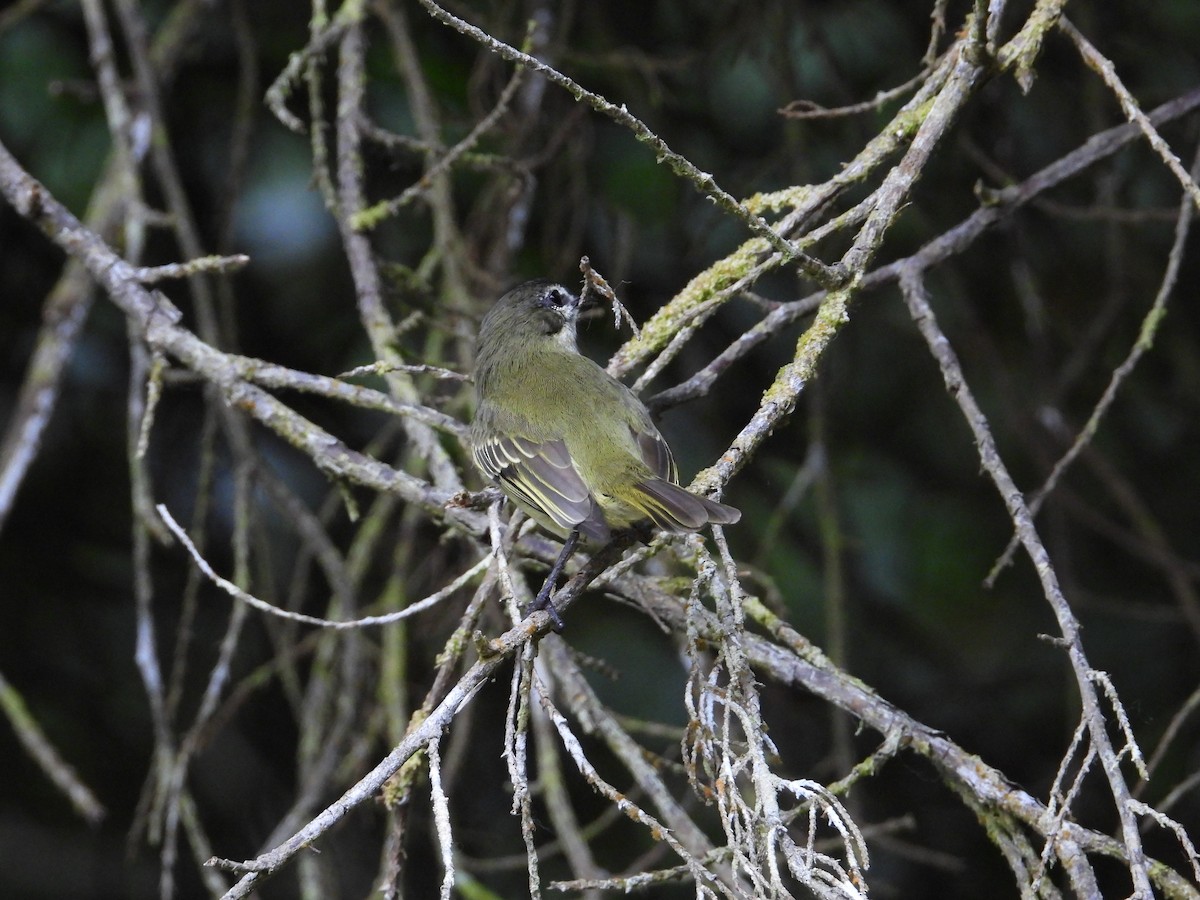 Spectacled Tyrannulet - ML633650042