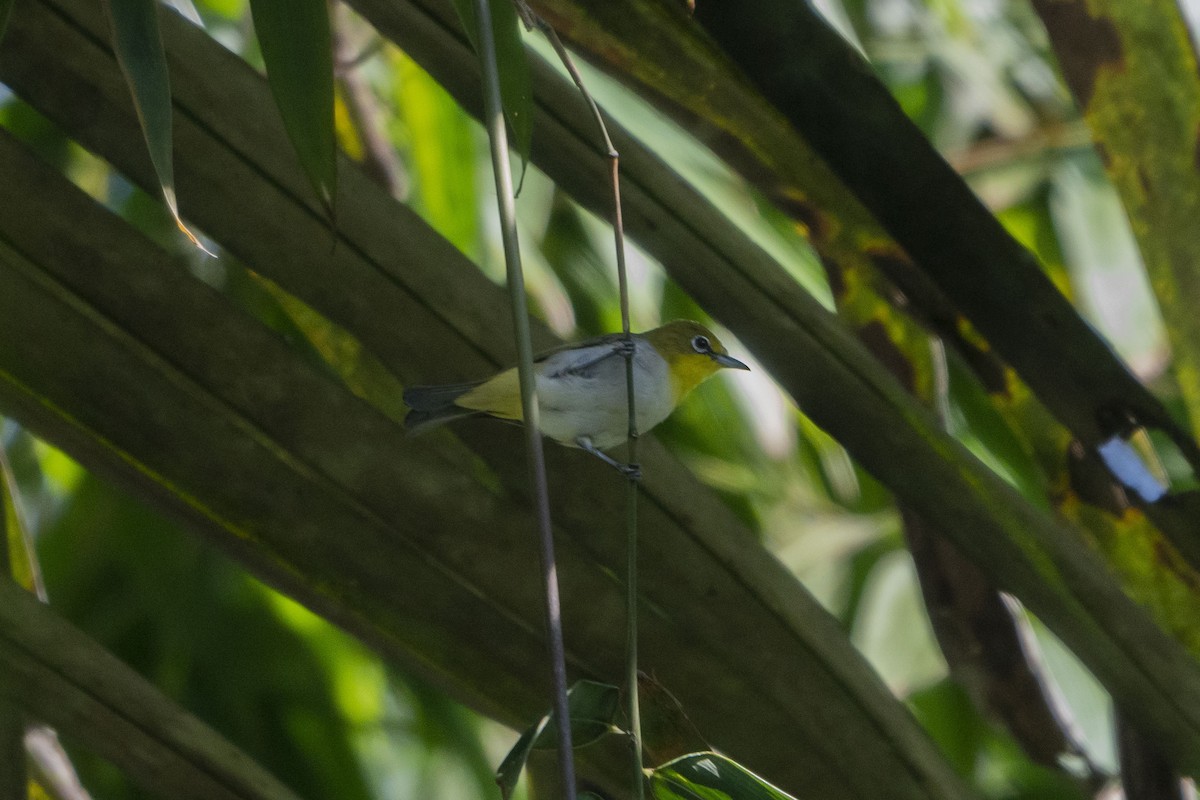 Ashy-bellied White-eye (Ashy-bellied) - ML633650135